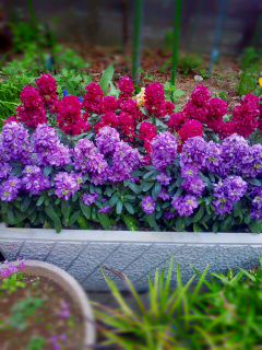 �X�g�b�N��